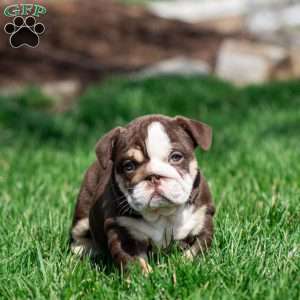 Cocoa Tide, English Bulldog Puppy
